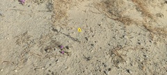 Helianthus petiolaris canescens