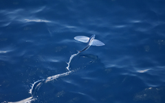 Exocoetidae