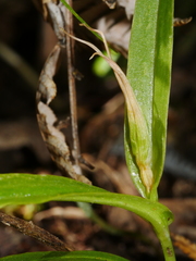 Pterostylis banksii