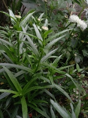 Malacothrix saxatilis