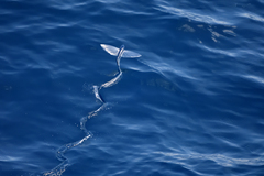 Exocoetidae