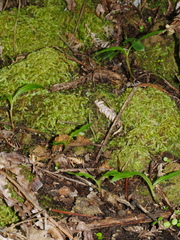 Pterostylis banksii