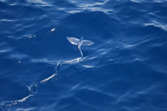 Exocoetidae