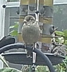 Passer domesticus