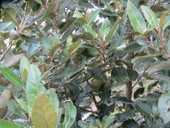 Olearia avicenniifolia