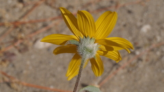 Helianthus petiolaris canescens