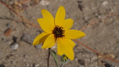 Helianthus petiolaris canescens
