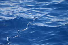 Exocoetidae