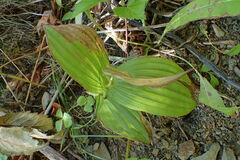 Cypripedium macranthos