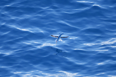 Exocoetidae