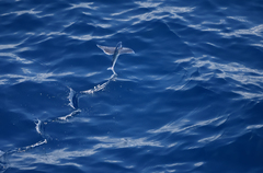 Exocoetidae