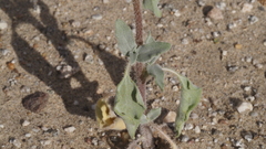 Helianthus petiolaris canescens