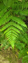 Cyatheaceae
