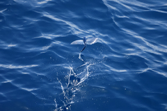 Exocoetidae