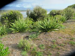 Phormium