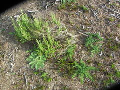 Ozothamnus leptophyllus