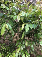 Glochidion ferdinandi