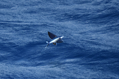 Exocoetidae