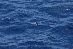 Exocoetidae