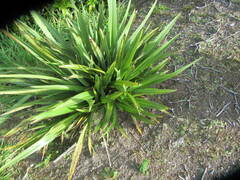 Phormium