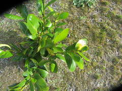 Griselinia lucida