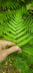 Cyatheaceae