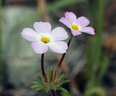 Leptosiphon latisectus