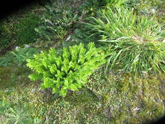 Veronica elliptica