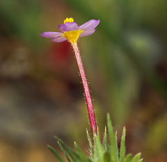 Leptosiphon latisectus