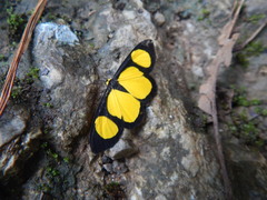Cyllopoda jatropharia