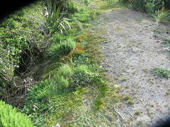 Ozothamnus leptophyllus