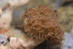 Marionia arborescens