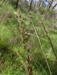 Carex appressa