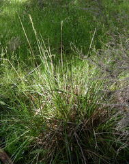 Carex appressa