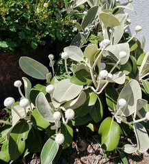 Pachystegia insignis