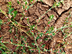 Polygonum aviculare