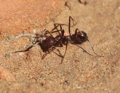 Novomessor albisetosus