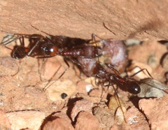 Novomessor albisetosus