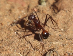 Novomessor albisetosus