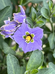 Solanum xanti