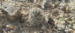 Mammillaria tetrancistra