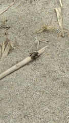 Melitoma segmentaria