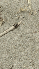 Melitoma segmentaria