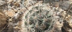 Mammillaria tetrancistra