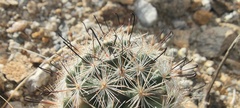 Mammillaria tetrancistra