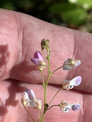 Desmodium psilophyllum