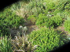 Veronica elliptica