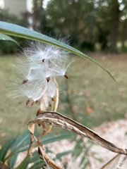 Asclepias