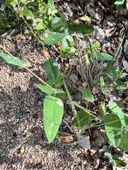 Desmodium psilophyllum