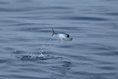 Thunnus